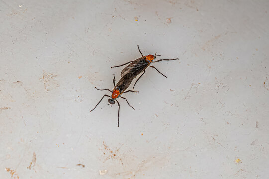 Adult Lovebugs Insects coupling