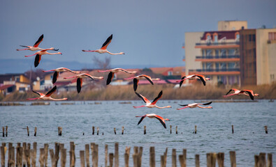 group of flamingos in flight