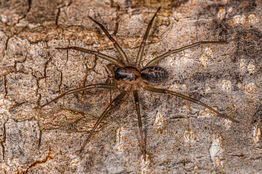 Funnel Web" Images – Browse 76 Stock Photos, Vectors, and Video | Adobe  Stock