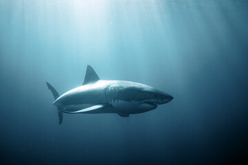 Great white shark swimming below the ocean's surface