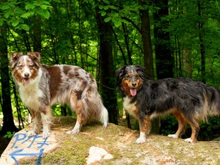 Blue and a red merle australian shepherd on a tree trunk