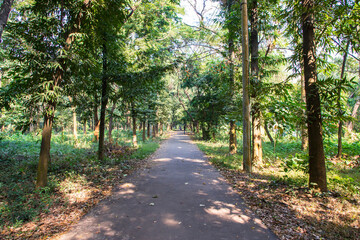 Natural Forest  Green Trees in the botanical garden park