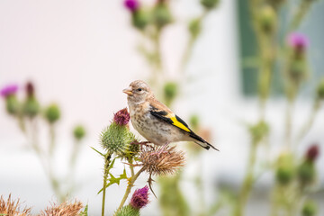 European goldfinch with juvenile plumage, feeding on the seeds of thistles. Carduelis carduelis.