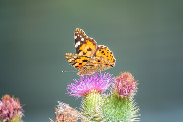 Beautiful butterfly painted lady or Vanessa cardui sitting on a thistle flower. Close up. Macro.