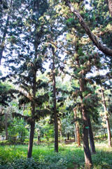 Natural Forest  Green Trees in the botanical garden park
