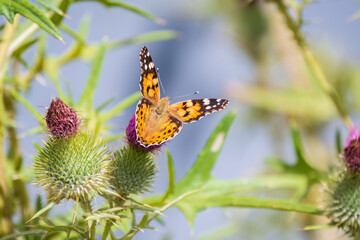 Beautiful butterfly painted lady or Vanessa cardui sitting on a thistle flower. Close up. Macro.