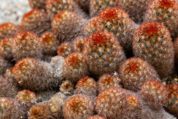 Close-up of a Golden star cactus Mammillaria elongata  with small red thorns. It is another type of cactus that is easy to grow and popular to decorate the garden in the house.