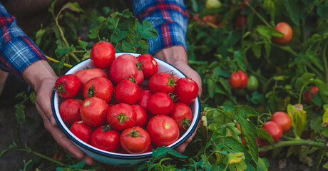 A man farmer holds a crop of tomatoes in his hands. Selective focus.