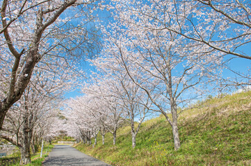 日の隈公園（神埼市）のサクラ