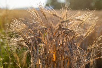 Closeup photo of rye moving in the wind. Beautiful rural field. Selective focus, blurred background.