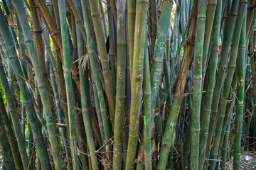 Green Bamboo in the Forest  may be used as a Texture  background wallpaper