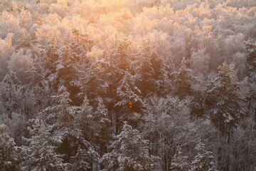 Winter forest in hoarfrost, top view