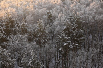 Winter forest in hoarfrost, top view