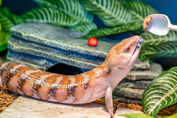 Skink lizard (family Scincidae) opens its mouth and shows a blue tongue while it is feeding in a...