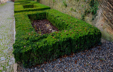 Fototapeta premium cut squares of flowerbed edging in a historic garden made of boxwood hedges. courtyard of the castle along the cobblestone path row of squares frozen ice, snowing evergreen topiary, snow, winter