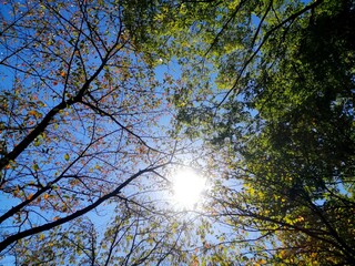 秋の紅葉の木と青空とこもれ日