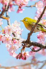 河津桜とメジロ