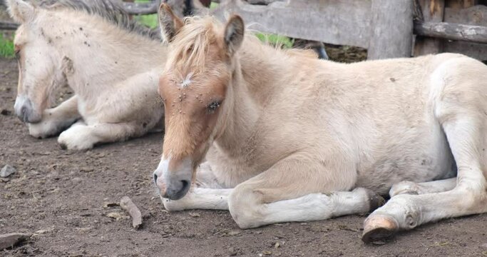 Foals lie on the ground in a wooden farmers paddock on a hot summer day. The concept of animal husbandry, horse breeding, agriculture. 4K 4096x2160