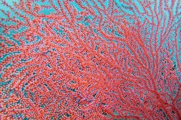Organic texture of red fan Coral (Acabaria). Abstract background.