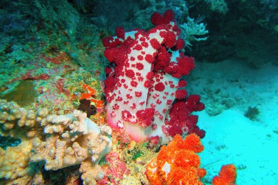 Underwater scene with red soft flower tree coral, Biodiversity of coral reef ecosystem.