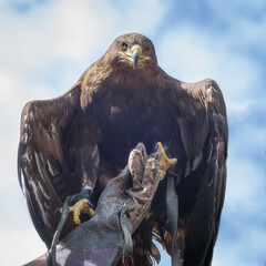 Golden eagle, Aquila chrysaetos, a bird of prey, is on the falconer hand