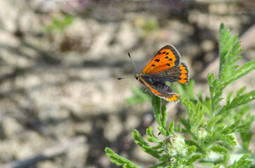 Bright orange butterfly sits on green grass