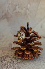 Garden snail sits on a pine cone on an abstract background.