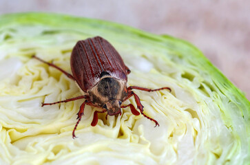 May beetle sits on a cut of green cabbage. Insects, zoology, entomology, environmental protection theme