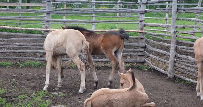 Cute foals in a wooden paddock on a farm. The concept of animal husbandry, agriculture, horse breeding, farming. 4K 4096x2160