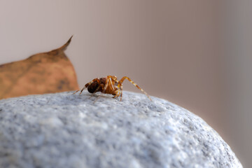 orange spider on granite rock, yellow leaf