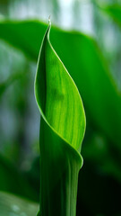 Fototapeta na wymiar Boesenbergia rotunda leaves or Fingerroot are bright green with a yellowish texture.