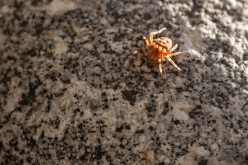 orange yellow spider on gray granite rock