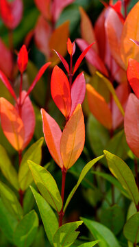 The leaves of Syzygium paniculatum or Lilly pilly are yellow to red with pinnate veins.
