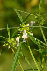 Leucas lavandulifolia white flowers with pointed leaves