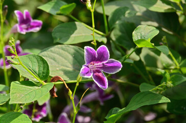 Barleria cristata flower is blooming on the tree, the petals are purple with a white border around the edges.