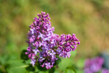 Fototapeta premium Beautiful purple lilac at sprintime on a blurry background, syringa vulgaris