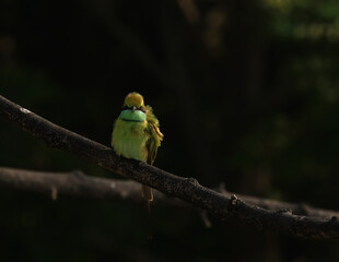 staring green bee-eater