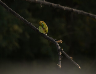 preening green bee-eater