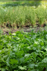 Vertical image of a plot of various vegetables.