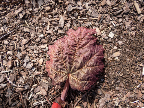 View of rosy purple leaves of the Chinese rhubarb (Rheum palmatum var. tanguticum) appearing in spring in a park