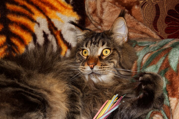 Portrait of a funny gray Maine Coon cat, Kharkiv, Ukraine