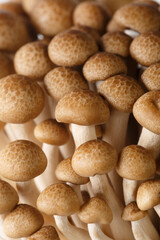 Fototapeta na wymiar Top view and macro shot of Shimeji brown mushrooms or beech mushroom. background Vertical