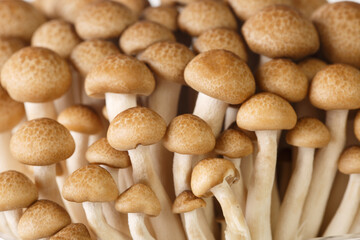 Fototapeta na wymiar Close-up of brown mushrooms shimeji or beech mushroom or Buna-shimeji. background horizontal