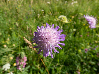 Close-up shot of the field scabious (Knautia arvensis) blooming with purple flower in a meadow in sunlight