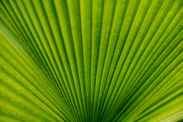 Obraz premium Tropical green palmleaf texture background wallpaper 