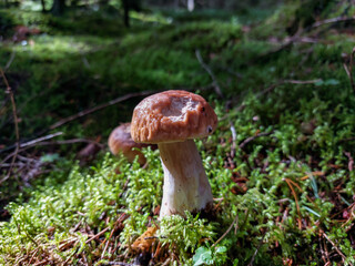 Close-up shot of the cep, penny bun, porcino or porcini mushroom (boletus edulis) growing in the forest surrounded with green moss