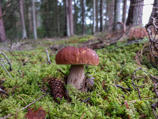 Close-up shot of the cep, penny bun, porcino or porcini mushroom (boletus edulis) growing in the forest surrounded with green moss