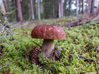 Close-up shot of the cep, penny bun, porcino or porcini mushroom (boletus edulis) growing in the forest surrounded with green moss