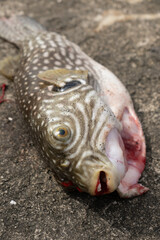 puffer fish hooked and died on land