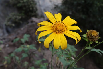 Beautiful yellow Mexican sunflower or Tithonia diversifolia